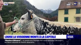 Salon de l'agriculture: Louise, la Vosgienne monte à la capitale