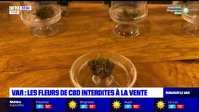 Var: les vendeurs de CBD espèrent un changement de décision du gouvernement