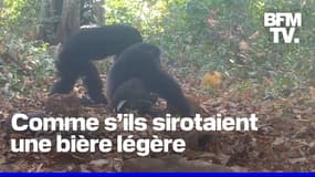 Des chimpanzés filmés en train de s'alcooliser avec des fruits à pain naturellement fermentés
