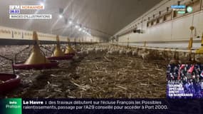 Grippe aviaire: contrôle étendu sur toute la Seine-Maritime