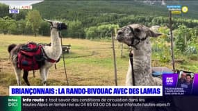 Briançonnais: la rando-bivouac avec des lamas