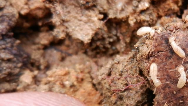 Le termite de Formose (Coptotermes formosanus) apparaît comme l'un des insectes invasifs les plus destructeurs.