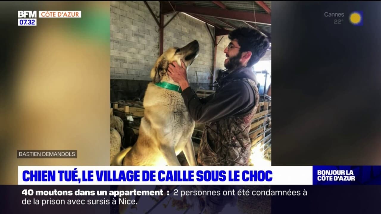 "C'est incompréhensible": le chien d'un éleveur tué par balles, une