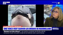 "Tout est préparé": l'évacuation des orques de Marineland toujours à l'ordre du jour selon One Voice