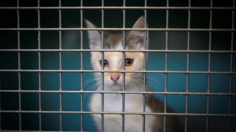 Un chat abandonné, en cage, dans un refuge de la SPA en août 2019 à Gennevilliers, près de Paris