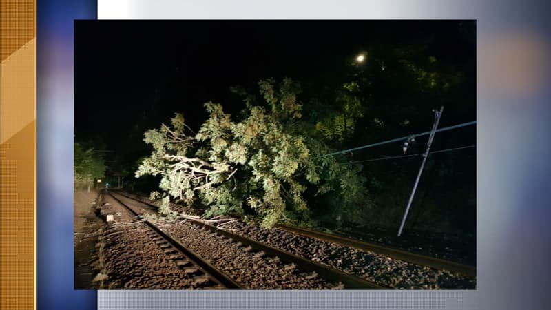 Un arbre s'est couché sur les voies du RER A durant la nuit.