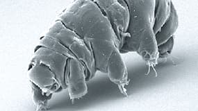Un tardigrade, être vivant microscopique à huit pattes