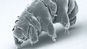 Un tardigrade, être vivant microscopique à huit pattes