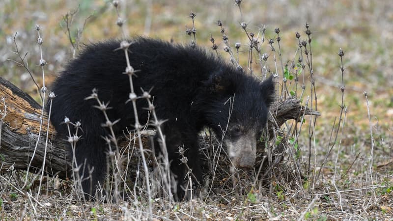 Mexique: un ourson lynché à mort après s'être approché d'un village, une enquête ouverte