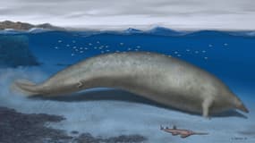 Un croquis du Perucetus colossus, le mastodonte marin qui pourrait battre le record de l'animal leplus lourd ayant jamais vécu sur Terre. 
