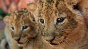 Des lionceaux au zoo de Stavropol, en Russie, en juin 2013. (photo d'illustration)