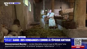 Dans le Gard, le pressage du vin se fait comme à l'époque... avec les pieds! 