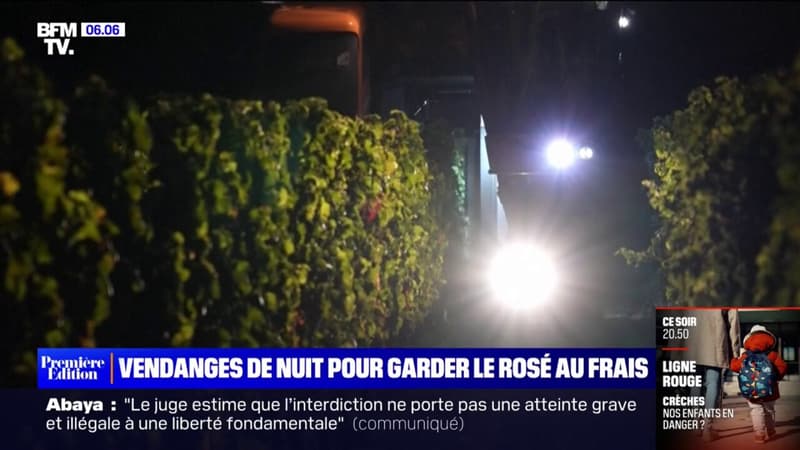 Gironde: ces viticulteurs vendangent de nuit pour préserver la fraîcheur du raisin