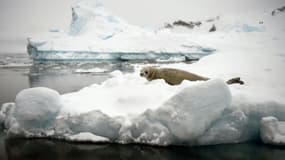 Un phoque de Weddell se repose sur la banquise au bord de la mer de Weddell dans l'océan Asutral le 5 mars 2016