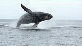 La photo, de juillet 2018, de la baleine à bosse que Scott Babcock a approché à une distance jugée illégale au Canada et pouvant déranger le mammifère