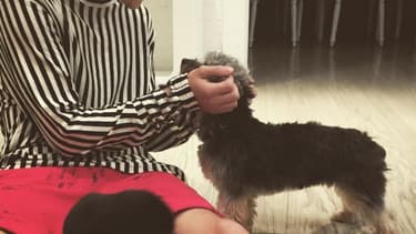 Justin Bieber et ses chiens