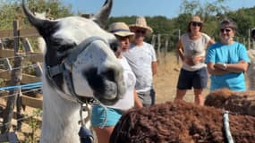 Des lamas font de l'éco-pâturage dans l'ouest lyonnais.