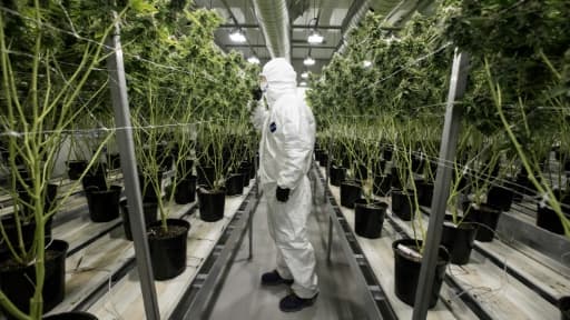 Des plants de cannabis à usage médical à Smith Falls, le 5 décembre 2016 en Ontario, au Canada Des plants de cannabis à usage médical à Smith Falls, le 5 décembre 2016 en Ontario, au Canada