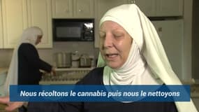 Ces nonnes récoltent et cultivent leur propre... cannabis