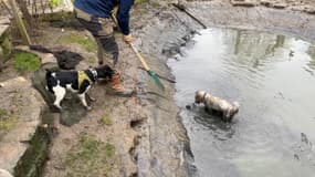 Une entreprise de dératisation emploie des chiens et furets pour traquer les rats
