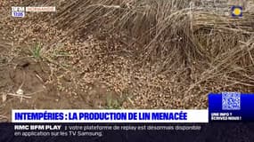 Seine-Maritime: la production de lin menacée par la pluie