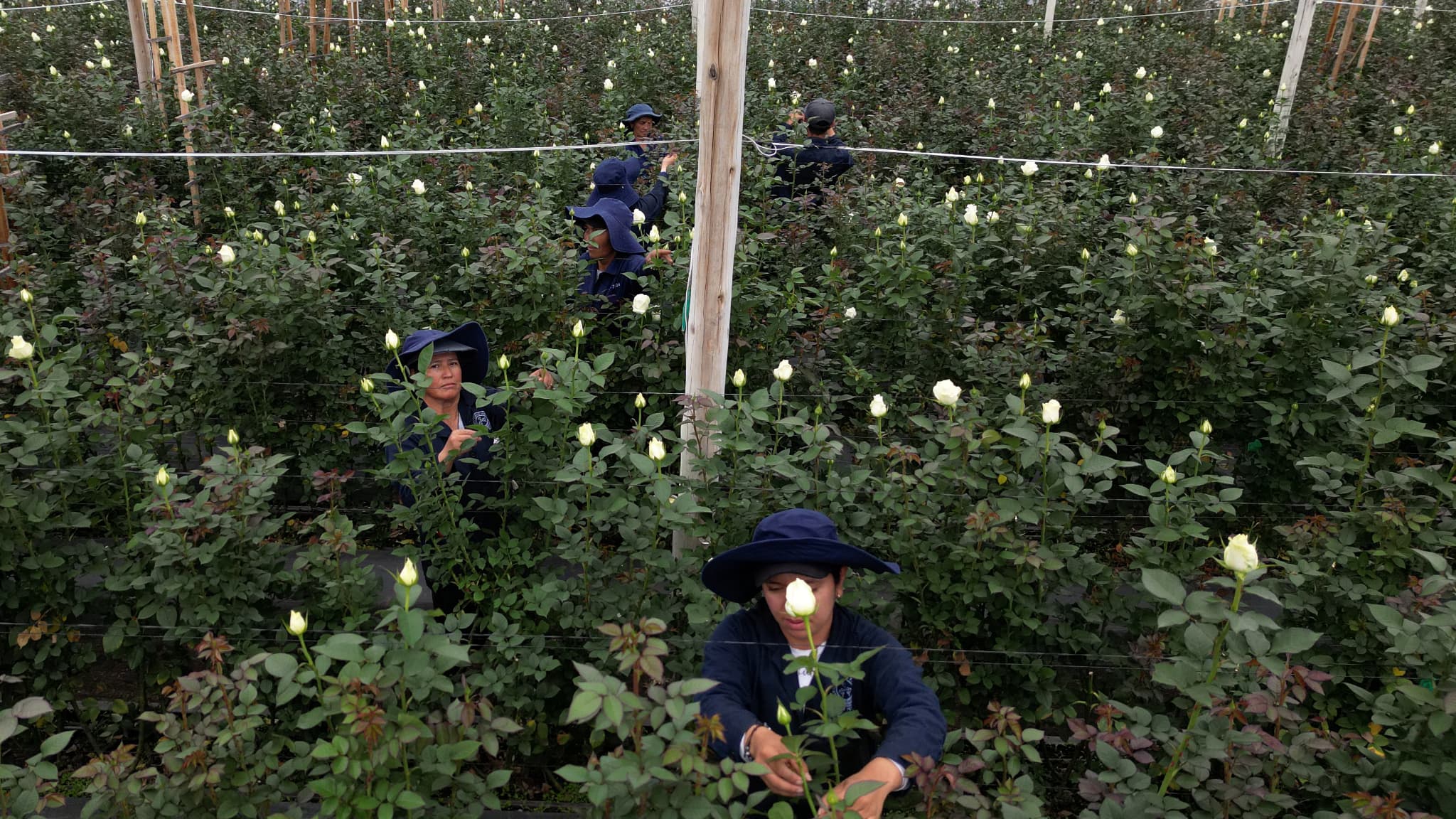 Des employés coupent des roses pour l'exportation, à Bogota, en Colombie, le 31 janvier 2025.