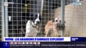 Rhône: la SPA débordée par les abandons d'animaux