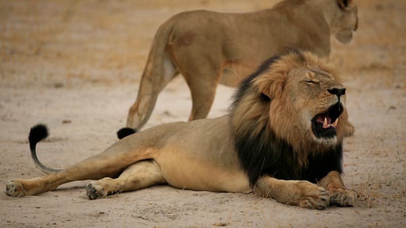 Le lion Cecil qui a été tué le 1er juillet 2015, ici en 2012