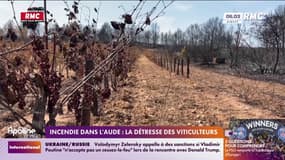 Incendie dans l'Aude : vignes détruites, viticulteurs désemparés