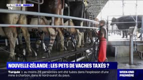 Pour limiter les émissions de gaz à effet de serre, la Nouvelle-Zélande souhaite taxer les pets des vaches