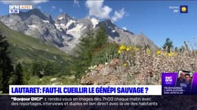 Hautes-Alpes: victimes de leur succès, certaines espèces du génépi sont menacées
