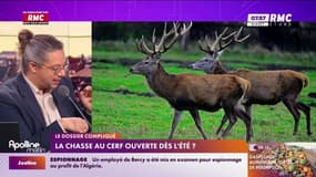 La chasse au cerf ouverte dès l'été? 
