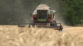 Agriculture: des moissons précoces à cause de la canicule