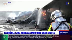 Alpes-de-Haute-Provence: 200 agneaux meurent dans un incendie à La Bréole