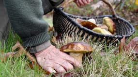 La collecte de cèpes dans la forêt expérimentale de Jean-Pierre Biaussa à Champs-Romain, le 9 novembre 2018 (photo d'illustration)