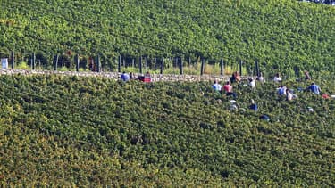 Le syndicat général des vignerons de Champagne estime que la récolte sera en moyenne de 7.000 à 7.500 kilos de raisin par hectare contre 12.000 à 13.000 kilos en 2015.