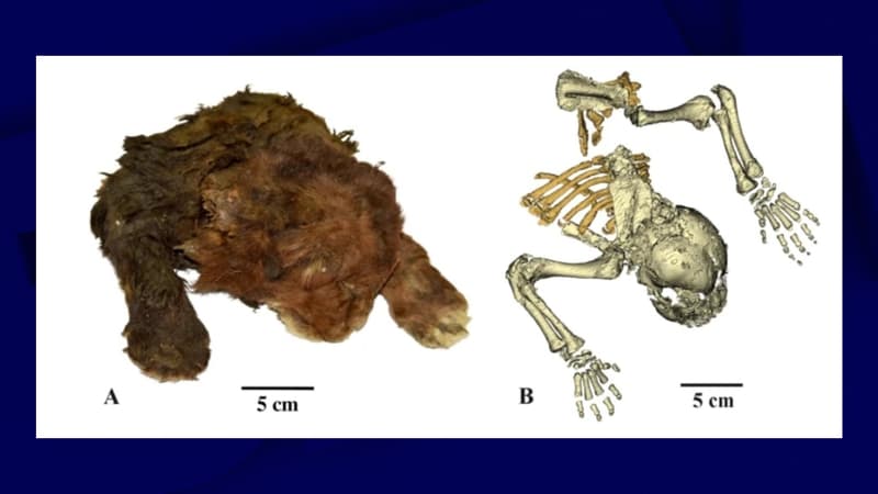 Capture d'écran revue Scientific Reports. A: La momie congelée d'Homotherium latidens (spécimen connu sous le nom de "chat à dents de sabre" ou de "tigre à dents de sabre"). B: Vue tomodensitométrique (image radiologique en 2 ou 3 dimensions) du chaton retrouvé congelé.