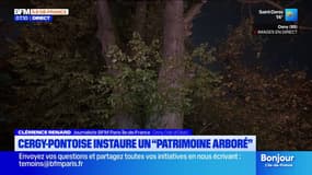 Val-d'Oise: l'agglomération de Cergy-Pontoise met en place un service de protection pour le "patrimoine arboré"