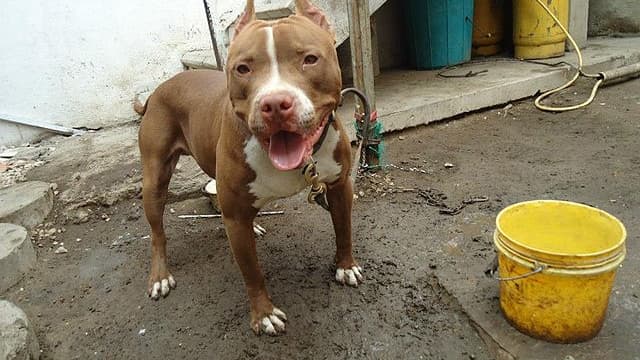 Chien pitbull (image d'illustration)