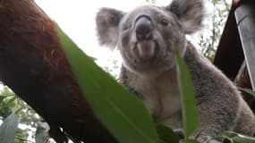 L'Australie veut sauver ses koalas d'une disparition annoncée