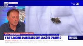 Côte d'Azur: y a-t-il moins d'abeille sur la Côte d'Azur?