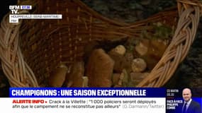 La sécheresse de cet été et la pluie de septembre provoquent une très belle saison pour les champignons