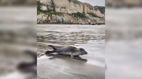 Le petit phoque est venu se poser sur la plage de Saint-Jouin-Bruneval avant de regagner la mer. 