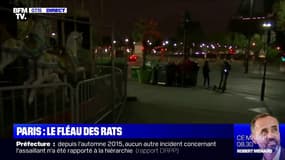 Peut-on vraiment dératiser Paris ?