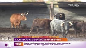 Dans les Landes, la saison des courses vient de se terminer