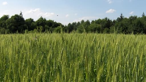 Un champ de blé à Berezhany dans l'ouest de l'Ukraine.