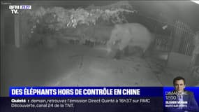 Des éléphants hors de contrôle traversent la Chine