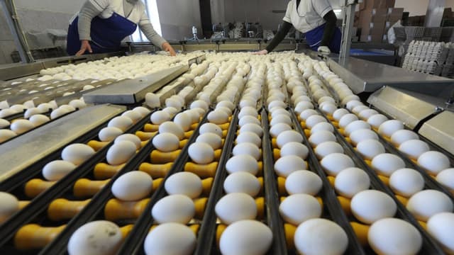 Des lots d'oeufs contaminés ont été livrés en France