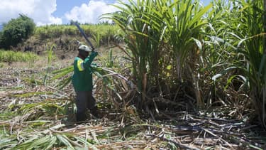 90% de la production est livrée aux sucreries, le reste à huit distilleries de rhum agricole.