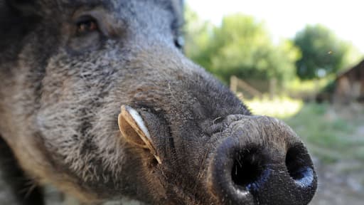 "Reno" a été baptisé ainsi en hommage au comédien Jean Reno.